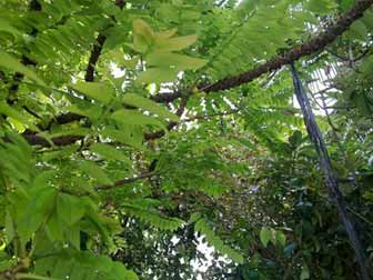 Indian Gooseberry