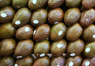 Skin Benefits from Avocado Oil 