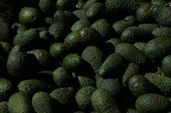 Eczema Avocado Oil