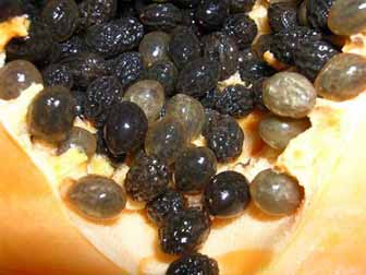 Papaya Seeds Parasites