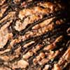 Black walnut parasite remedy