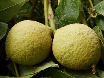 Green Juglans nigra hulls